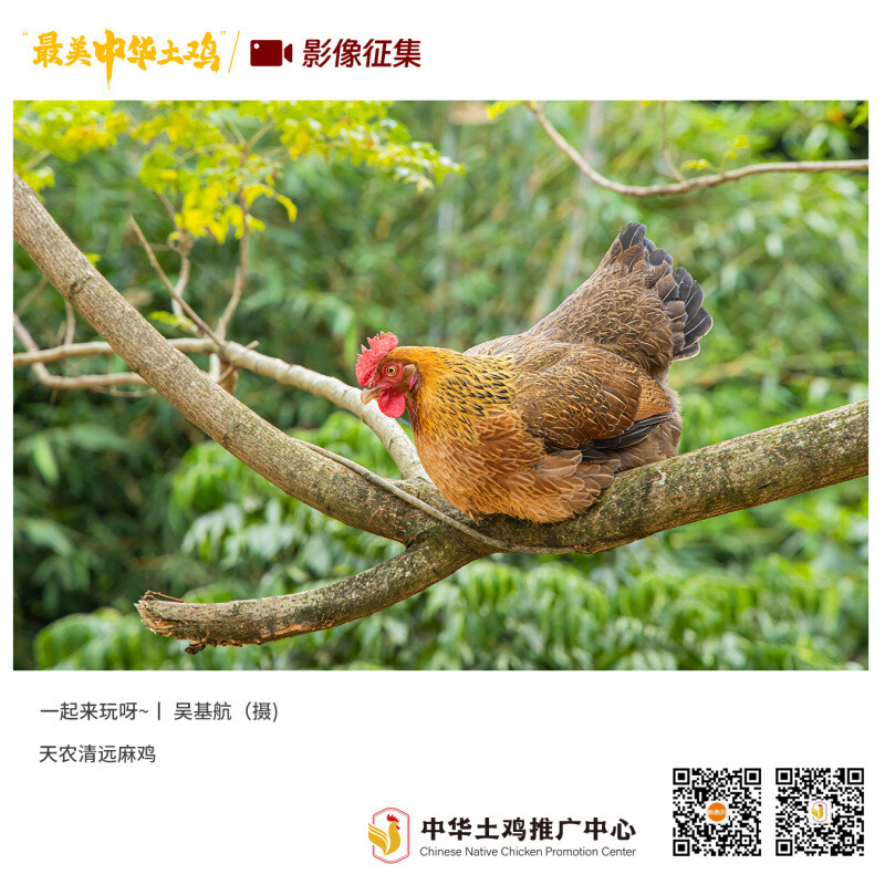 寻找“最美中华土鸡”丨吴基航 清远麻鸡（组图）