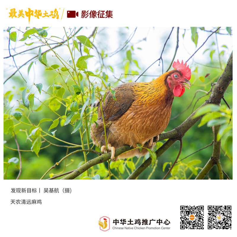 寻找“最美中华土鸡”丨吴基航 清远麻鸡（组图）