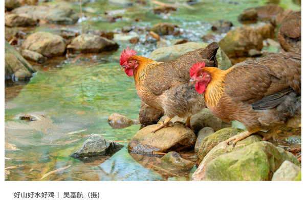 寻找“最美中华土鸡”丨吴基航 清远麻鸡（组图）