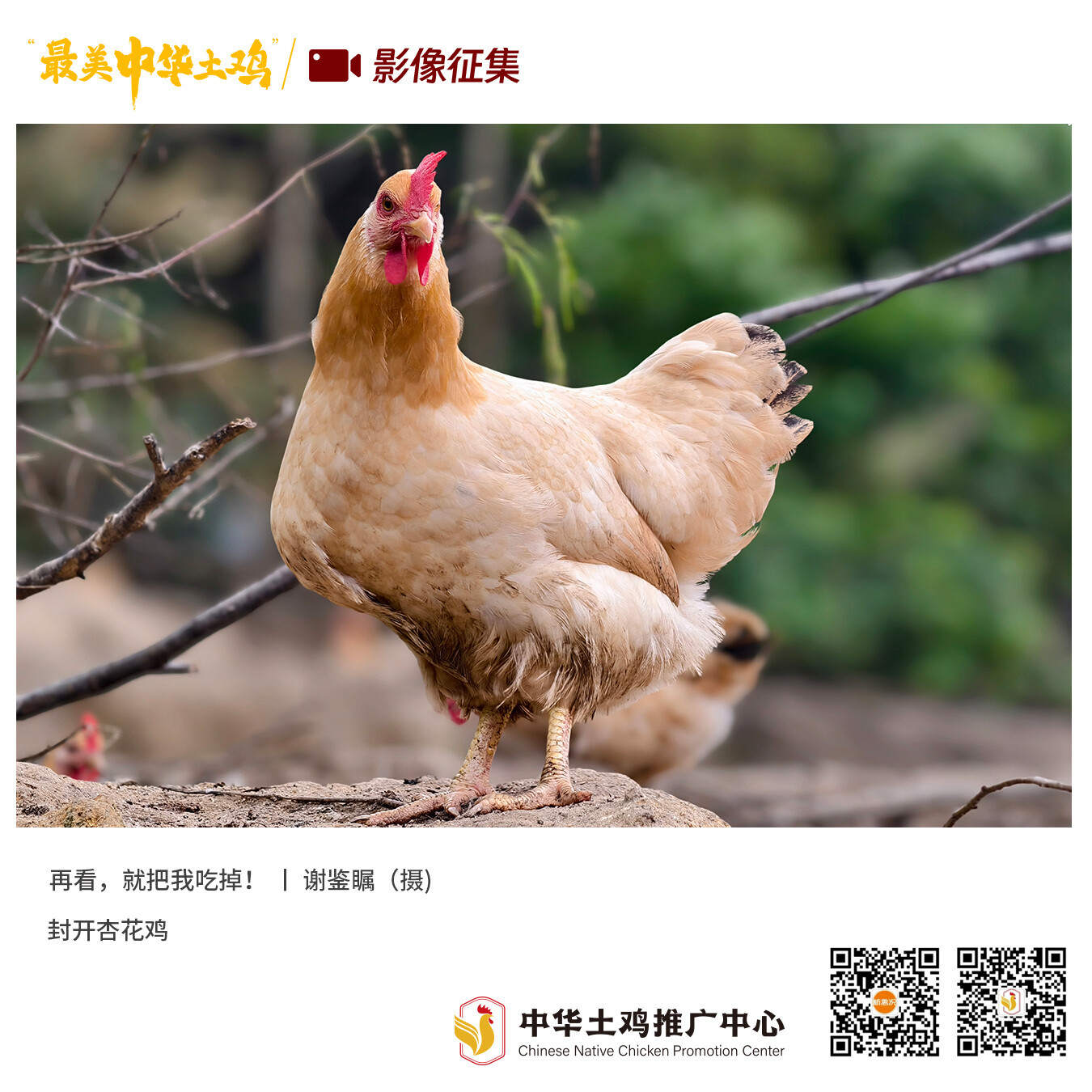 寻找“最美中华土鸡”丨谢鉴瞩 封开杏花鸡