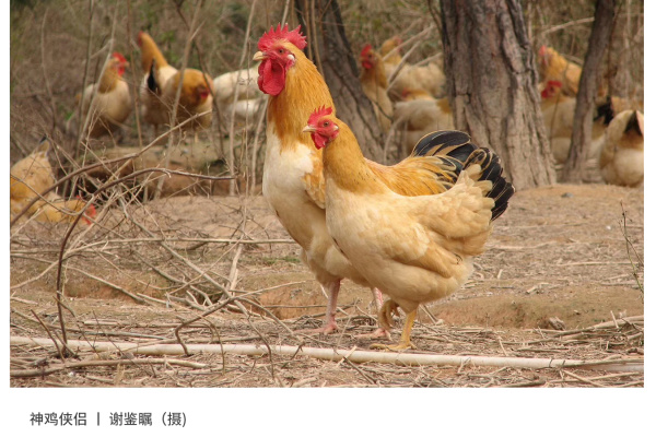 寻找“最美中华土鸡”丨谢鉴瞩 封开杏花鸡