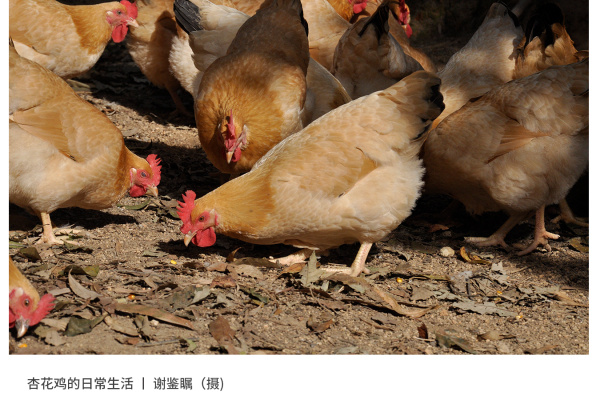 寻找“最美中华土鸡”丨谢鉴瞩 封开杏花鸡（组图）