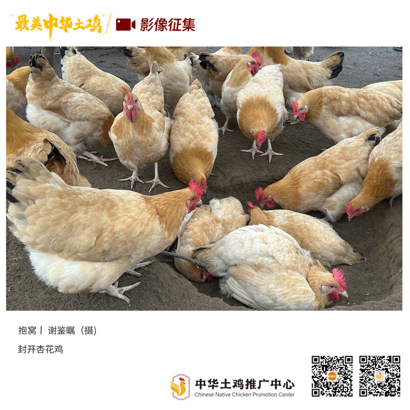 寻找“最美中华土鸡”丨谢鉴瞩 封开杏花鸡(组图)