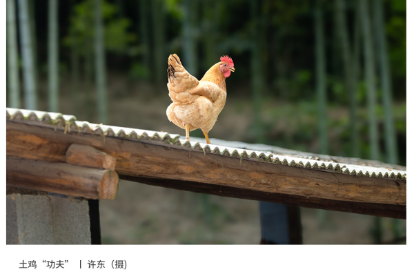 寻找“最美中华土鸡”丨许东 湘佳三黄鸡