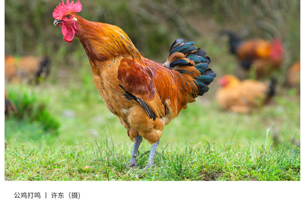 寻找“最美中华土鸡”丨许东 湘佳青脚麻鸡（组图）