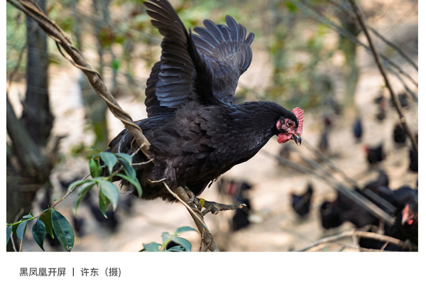 寻找“最美中华土鸡”丨许东 湘佳石门土鸡（组图）
