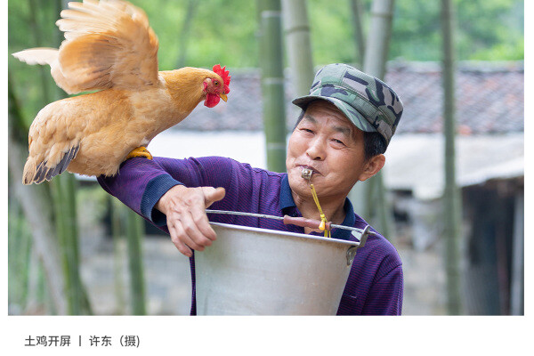 寻找“最美中华土鸡”丨许东 湘佳土著黄鸡