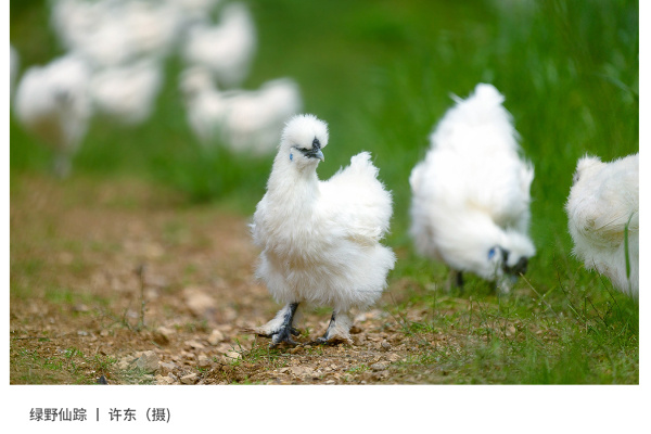 寻找“最美中华土鸡”丨许东 湘佳丝乌鸡（组图）