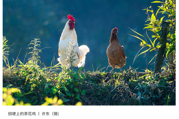 寻找“最美中华土鸡”丨许东