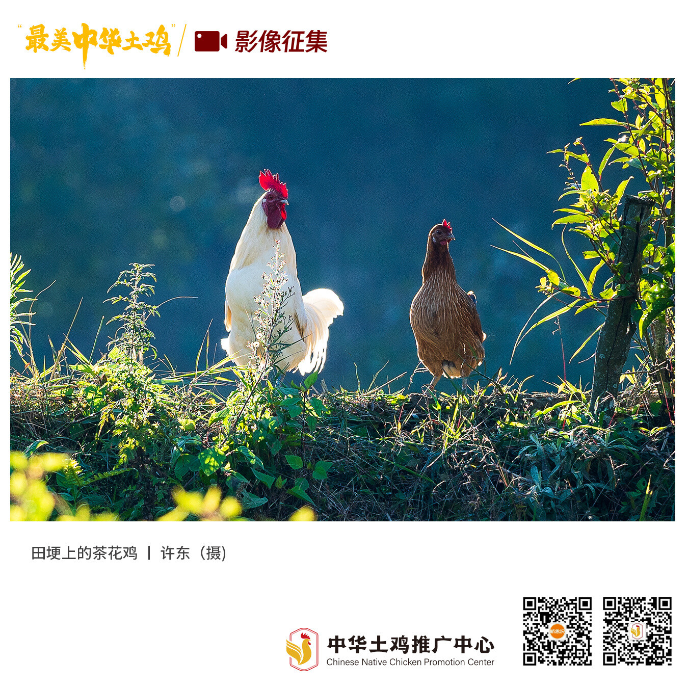 寻找“最美中华土鸡”丨许东