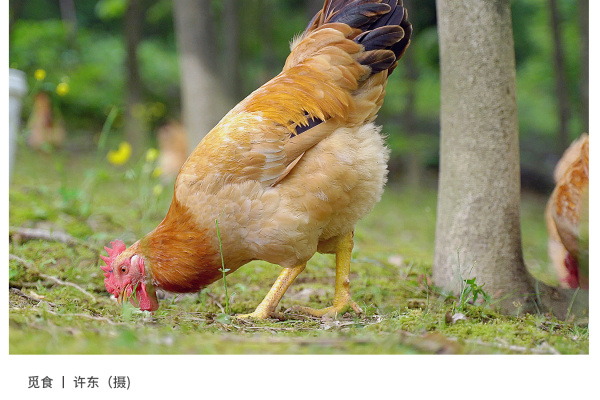 寻找“最美中华土鸡”丨许东 湘佳土黄鸡