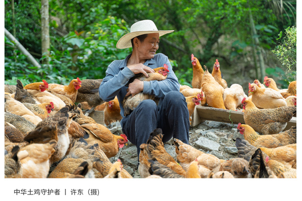 寻找“最美中华土鸡”丨许东 湘佳麻鸡（组图）