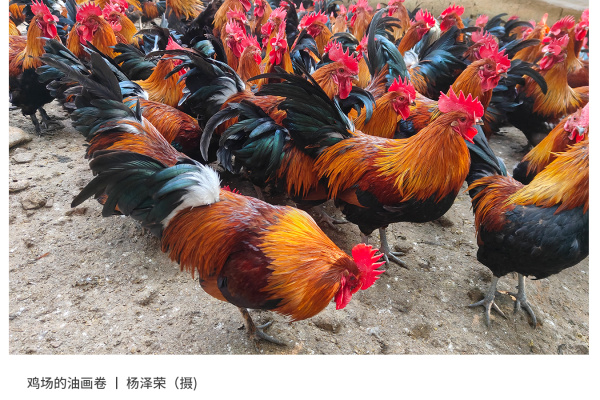 寻找“最美中华土鸡”丨杨泽荣 瑶鸡（组图）