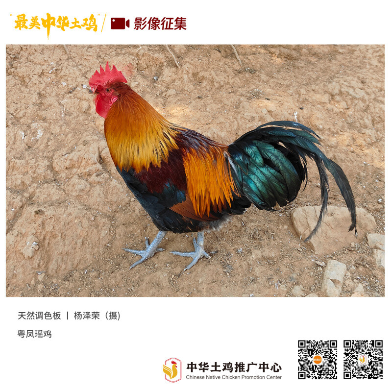 寻找“最美中华土鸡”丨杨泽荣 瑶鸡