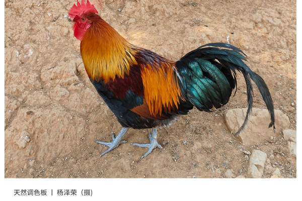 寻找“最美中华土鸡”丨杨泽荣 瑶鸡