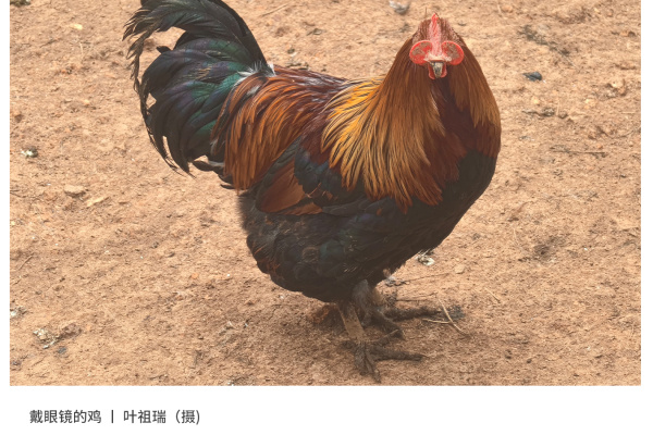 寻找“最美中华土鸡”丨叶祖瑞 瑶鸡