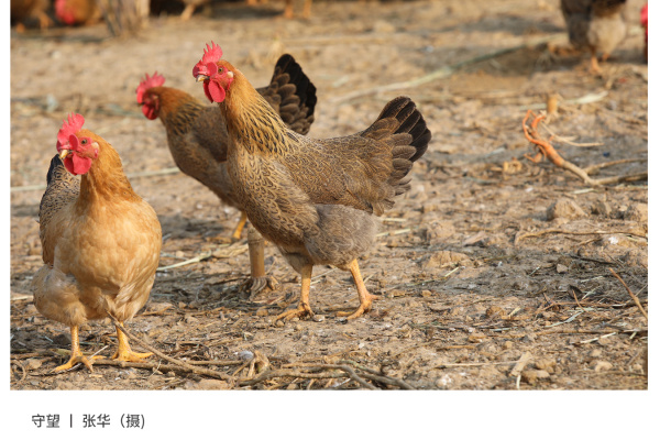 寻找“最美中华土鸡”丨张华 麻鸡