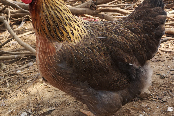 寻找“最美中华土鸡”丨祝德三 麻鸡