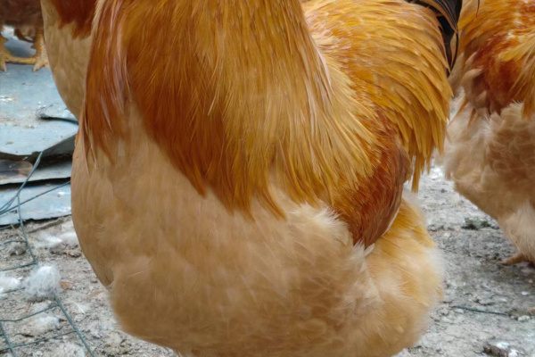 寻找“最美中华土鸡”丨祝德三 三黄鸡