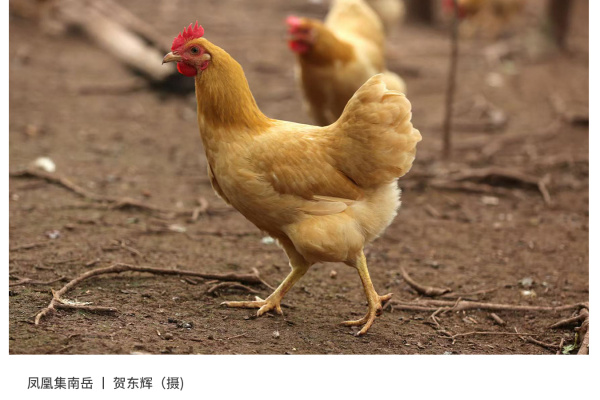 寻找“最美中华土鸡”丨贺东辉 湘黄鸡