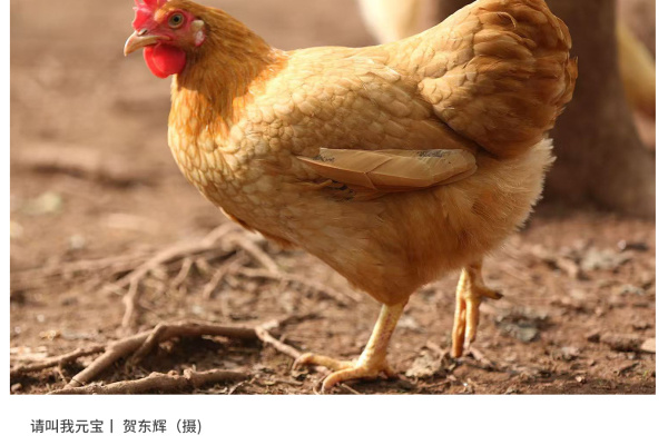 寻找“最美中华土鸡”丨贺东辉 湘黄鸡