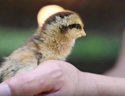 尋找“最美中華土雞”丨巖山雞養殖環境 英德瑞農牧業