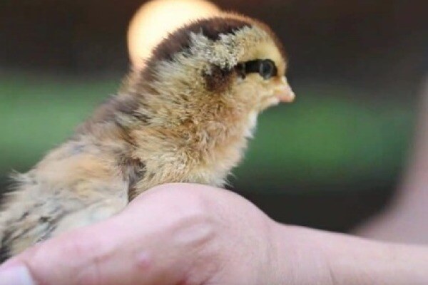 寻找“最美中华土鸡”丨岩山鸡养殖环境 英德瑞农牧业