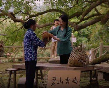 尋找“最美中華土雞”丨譚奧 靈山香雞