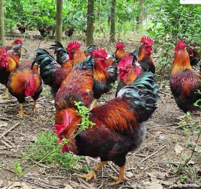 尋找“最美中華土雞”丨黃志勇 天農清遠公雞