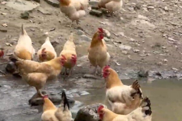 寻找“最美中华土鸡”丨谢鉴瞩 封开杏花鸡的日常生活7 封开县智诚家禽育种有限公司