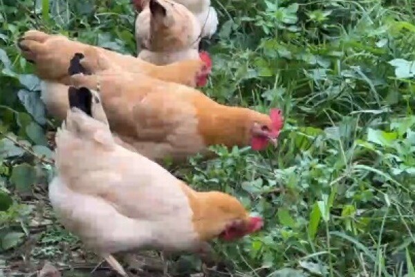 寻找“最美中华土鸡”丨谢鉴瞩 封开杏花鸡的日常生活3 封开县智诚家禽育种有限公司