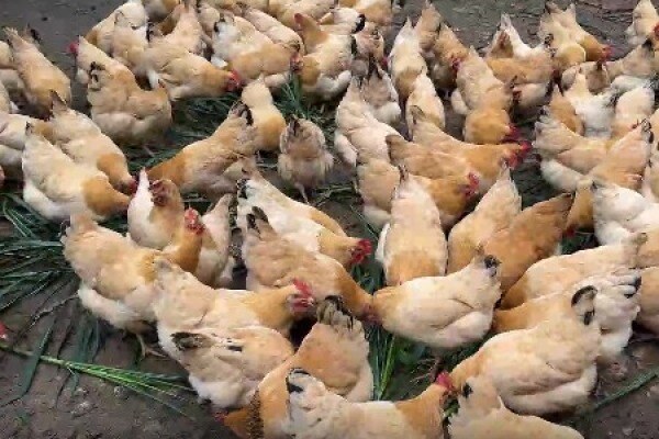 寻找“最美中华土鸡”丨谢鉴瞩 封开杏花鸡的日常生活1 封开县智诚家禽育种有限公司