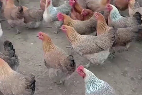 寻找“最美中华土鸡”丨梁柱昌 广西兰丰凤香鸡