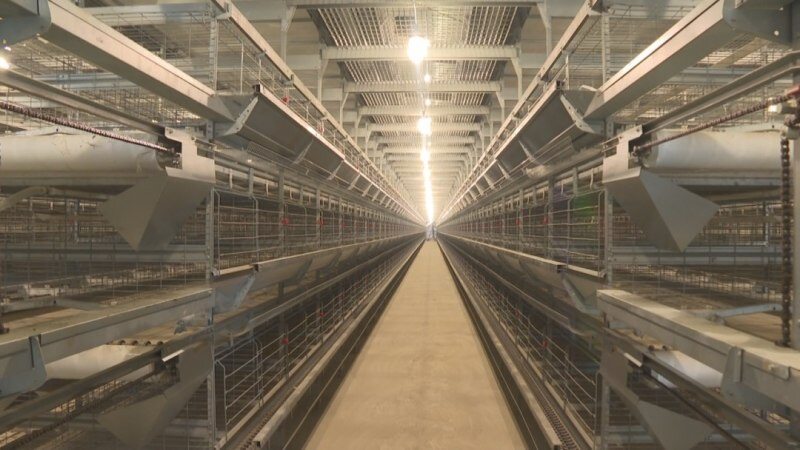 湘佳黑鸡、益生817、广弘3号、又新麻鸡等新配套系获批；上半年上市禽企营收分化，最高同增131%【禽听要闻】