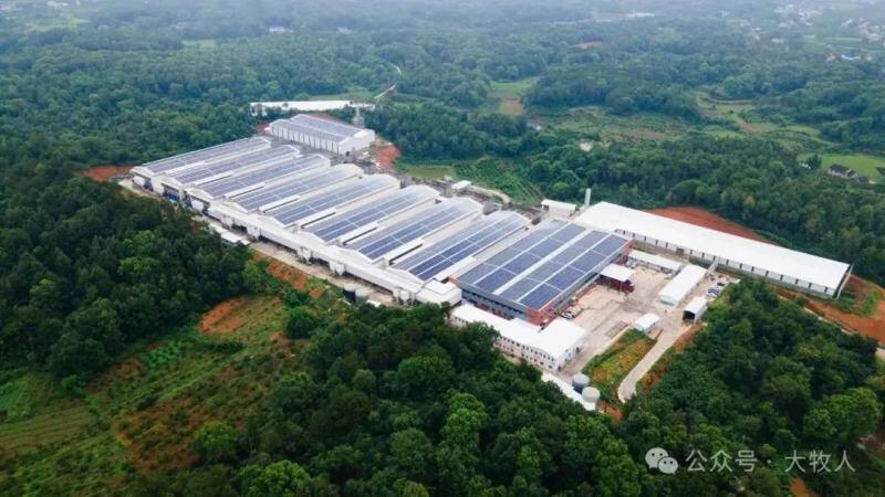 湘佳黑鸡、益生817、广弘3号、又新麻鸡等新配套系获批；上半年上市禽企营收分化，最高同增131%【禽听要闻】