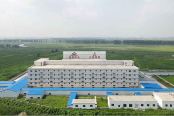黑土地里长出的“金种子”：揭秘东北猪种新高地