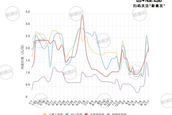 冰火两重天！鸡苗价最高4.3元最低0.3元，玉米降豆粕稳