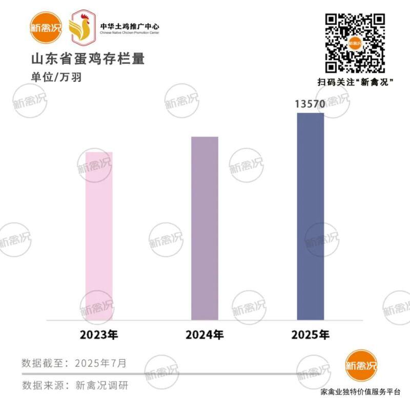 山东蛋鸡存栏1.35亿羽，菏泽4千万羽领衔，百万吨鸡蛋靠外销