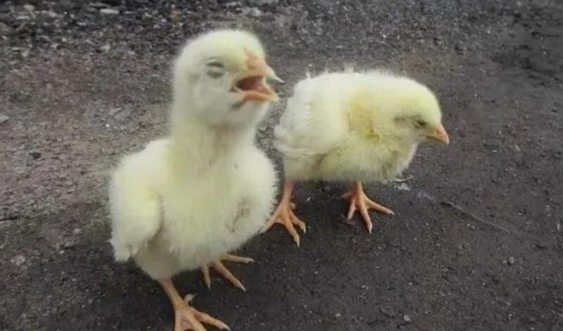 应战秋防！家禽呼吸道疾病高发，麻杏石甘口服液帮助养殖场省下20%用药成本