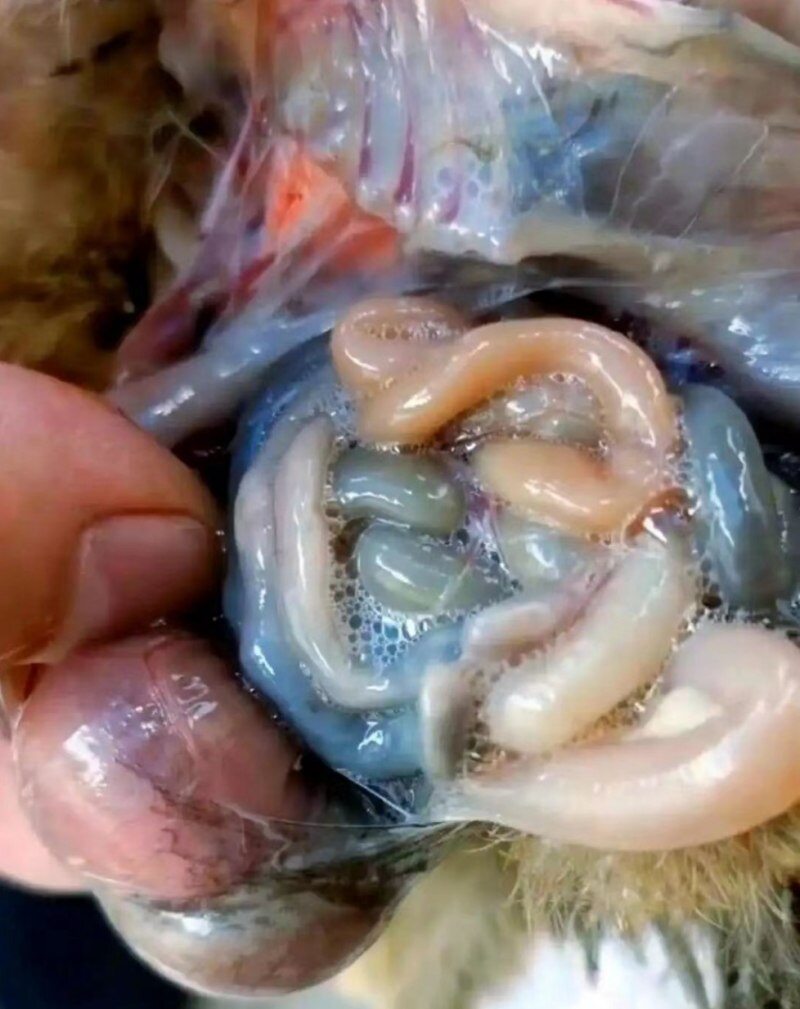 应战秋防！家禽呼吸道疾病高发，麻杏石甘口服液帮助养殖场省下20%用药成本