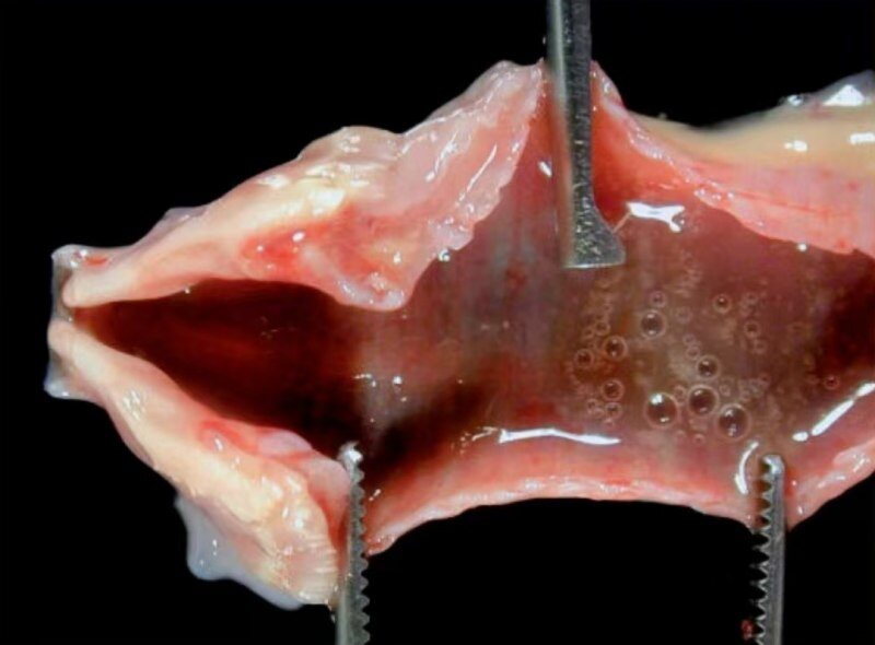 应战秋防！家禽呼吸道疾病高发，麻杏石甘口服液帮助养殖场省下20%用药成本