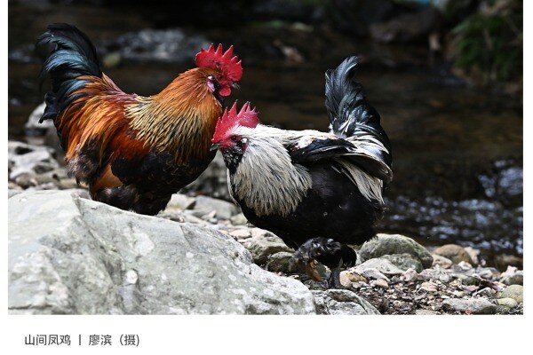 寻找“最美中华土鸡”丨廖滨 龙胜凤鸡（组图）