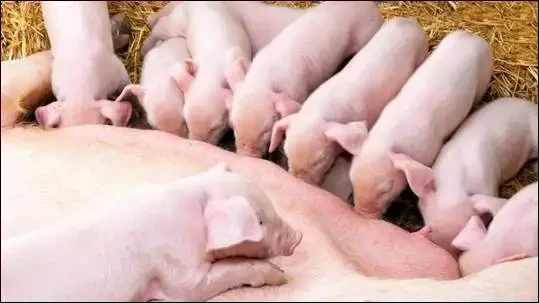 BMP15 基因编辑:调控母猪多胎密码,助力生猪产业提质增效