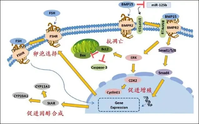 BMP15 基因编辑:调控母猪多胎密码,助力生猪产业提质增效