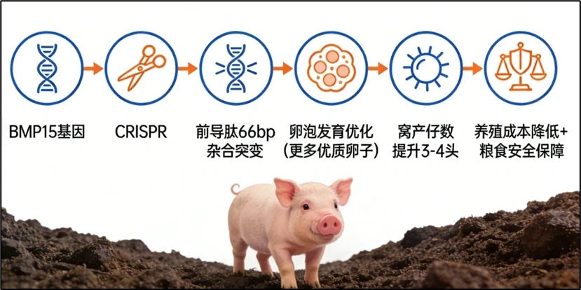 BMP15 基因编辑:调控母猪多胎密码,助力生猪产业提质增效