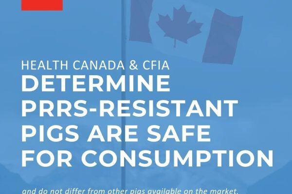 加拿大监管机构认定PIC抗蓝耳猪可安全食用，批准其生产及进口