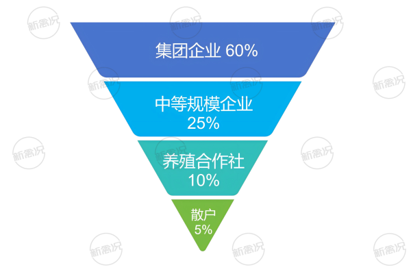 中华土鸡产业养殖结构情况