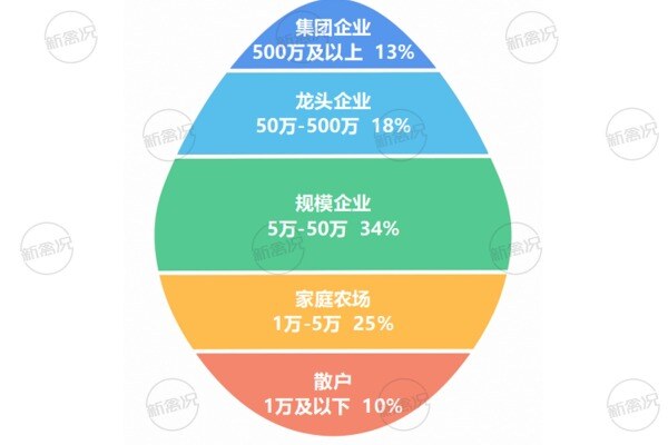2026年中国蛋鸡养殖企业存栏规模分级占比
